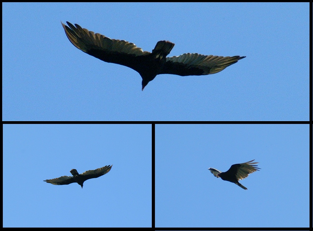 (27) montage (turkey vulture).jpg   (1000x740)   199 Kb                                    Click to display next picture